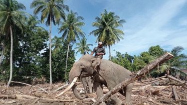 Bupati Aceh Tamiang Minta Payung Hukum ke Menhut soal Gelondongan Kayu: Jangan Sampai Dipanggil APH!