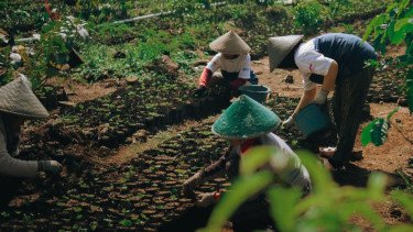 Kopi Desa Garut Tembus Eropa hingga Timur Tengah, Ini Strategi Bisnisnya