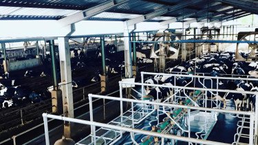 Dukung Program MBG, Bappenas dan Perkebunan Kandangan Madiun Genjot Hilirisasi Susu