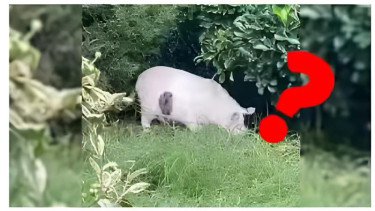 Ilusi Optik Viral Ini Akan Membuat Anda Menggaruk Kepala, Ribuan Orang Tertipu