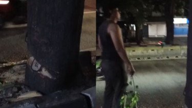 ASN Bina Marga Diduga Tebang Pohon Tanpa Izin di Kebayoran Lama, Disebut Terima Imbalan