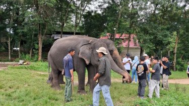 Imbas Konflik Manusia dan Gajah, Taman Nasional Way Kambas Ditutup Sementara