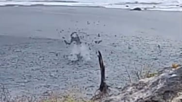 Heboh! Semburan Lumpur Setinggi 3 Meter Muncul di Pantai Liman Semau Kupang