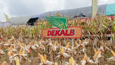 Cara Bayer Perkuat Ketahanan Pangan RI, Dukung Petani Tingkatkan Hasil Panen Jagung di Jateng