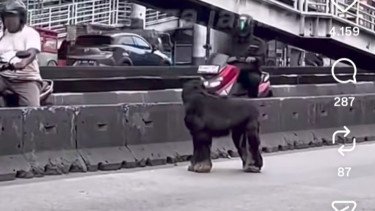 Bikin Kaget Pengendara, &lsquo;Kambing&rsquo; Hitam Berkeliaran di Daan Mogot, Polisi Ungkap Fakta Sebenarnya