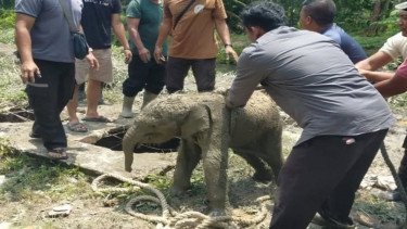 Anak Gajah Nyebur Septic Tank, Kawanan Gajah Ngamuk Rusak Mess Pekerja di Siak