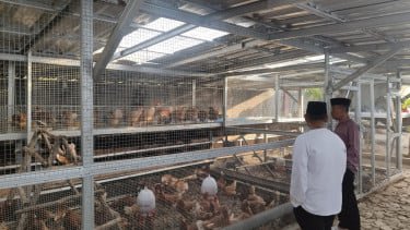 Napi Rutan Muntok Dikasih Bekal Jadi Peternak Profesional Lewat Budidaya Ayam Petelur