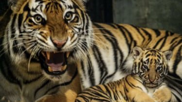 Anak Harimau Benggala Mati di Bandung Zoo