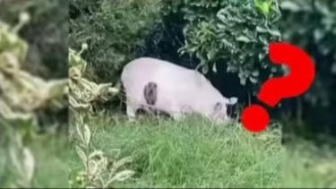 Gambar ilusi optik kucing atau babi.