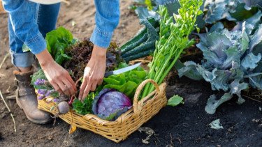 Cara Membuat Kebun Sayuran di Rumah untuk Pemula, Hemat dan Praktis!