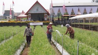 Teknologi Baru bikin Panen Bawang Merah