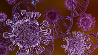 Waspada Hantavirus! Pemprov DKI Ungkap Cara Ampuh Bersihkan Kotoran Tikus