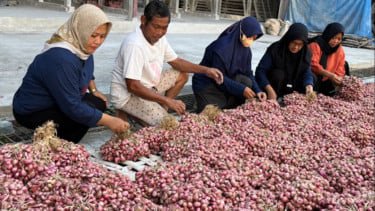Ilustrasi petani bawang merah di Nganjuk, Jawa Timur