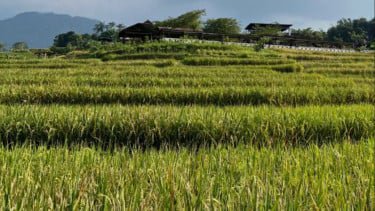 Sawah di Mojokerto, Jawa Timur