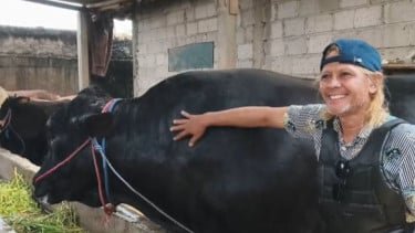 Penampakan Sapi Kurban Prabowo Asal Tangerang, Beratnya 1,15 Ton