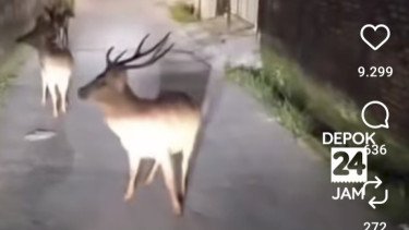 Geger Rusa Keluyuran di Tengah Jalan Depok, Ternyata Dari Sini Asalnya