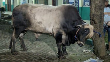 Tegaskan Prabowo Beli Hewan Kurban Pakai APBN Tak Masalah, MUI Beberkan Landasan Hadisnya