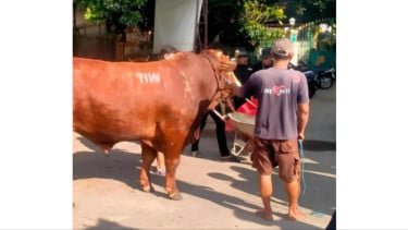 Masjid dekat kediaman Amien Rais di Sleman dikirim sapi kurban dengan inisial 'TIW'