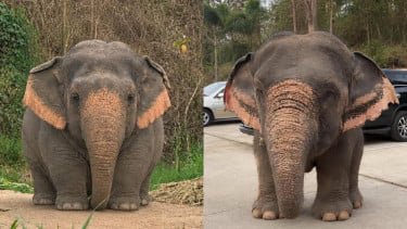 Fakta Mengejutkan! Gajah Borneo Disebut sebagai Salah Satu Gajah Paling Langka dan Terkecil di Dunia