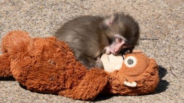 Punch, monyet makaka Jepang di Ichikawa City Zoo yang viral karena memeluk boneka orang utan