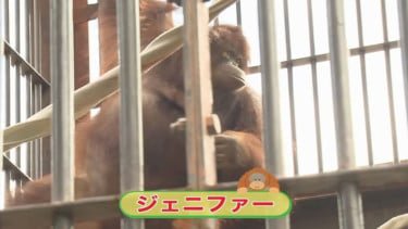 Jennifer, orangutan Kalimantan betina yang didatangkan dari Taman Safari Indonesia kepada masyarakat Jepang