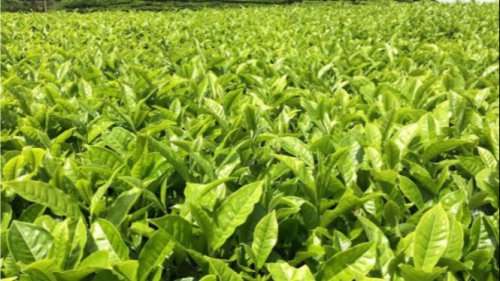 Kebun Teh Tak Dicolek, Lahan Tidur yang Diotak-atik