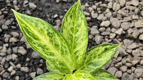 Eksperimen Barlie Lahirkan Aglaonema Alanaqu Paling Unik