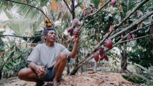 Teknologi Percepat Panen: Alat Modern Dorong Produktivitas Petani Kakao di Lombok Utara