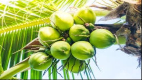 Kelapa Jadi Pilar Ketahanan Pangan