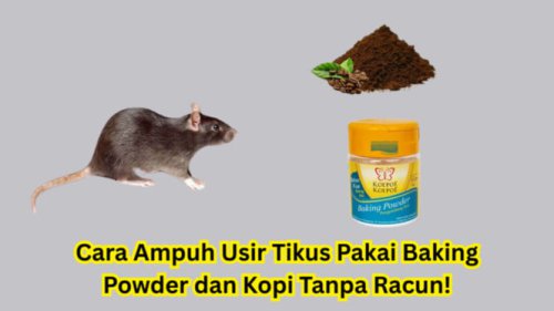 Cara Ampuh Usir Tikus Pakai Baking Powder dan Kopi Tanpa Racun!