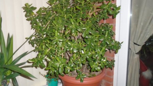 1. Tulsi (Holy Basil) &ndash; Simbol Ketenangan dan Perlindungan, 2. Tanaman Uang (Money Plant) &ndash; Simbol Kemakmuran dan Stabilitas, 3. Lidah Mertua &ndash; Perisai Melawan Energi Negatif, 4. Tanaman Giok &ndash; Lambang Kekayaan dan Pertumbuhan, 5. Peace Lily &ndash; Pelipur Lara dan Penyeimbang Emosional, 6. Bambu Keberuntungan &ndash; Simbol Kekuatan dan Fleksibilitas, 7. Lidah Buaya &ndash; Penyembuh Alamiah dan Penetralkan Stres, Kelebihan dan Kekurangan Setiap Tanaman, Kesimpulan: Ciptakan Rumah yang Lebih Harmonis dengan Tanaman Keberuntungan, Rumah Lebih Beruntung dengan 7 Tanaman Ini, Simbol Keberhasilan dari Berbagai Budaya!