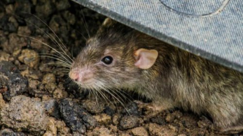 Apa Itu Virus Hanta?, Gejala Virus Hanta pada Manusia, Cara Penularan Virus Hanta, Reservoir Virus Hanta di Indonesia, Langkah Pencegahan Virus Hanta, Kesimpulan: Bersama-sama Lawan Penyebaran Virus Hanta, Bahaya Virus Hanta dari Tikus, Begini Langkah Menghindarinya di Rumah Anda