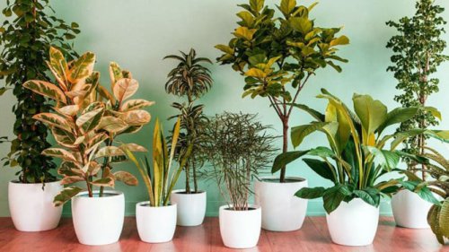 Top 10+ Tanaman Hias Bandel yang Cocok untuk Rumah Sempit, Cantik &amp; Anti Ribet!
