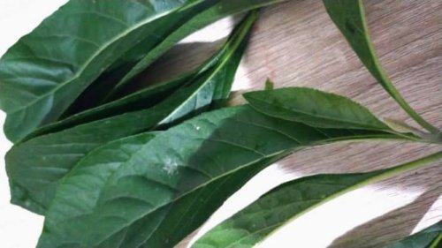 Top 10+ Obat Herbal Paling Ampuh untuk Menurunkan Kolesterol Secara Alami dan Aman