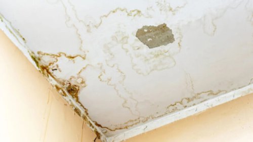 PANDUAN Mudah Cara Membersihkan Plafon Kuning di Rumah Akibat Air Bocor