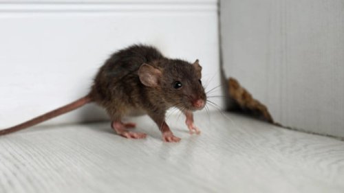 Cara Usir Tikus dari Rumah Secara Permanen, Cukup dengan 1 Bahan Dapur, Ampuh, Aman Tanpa Perangkap!