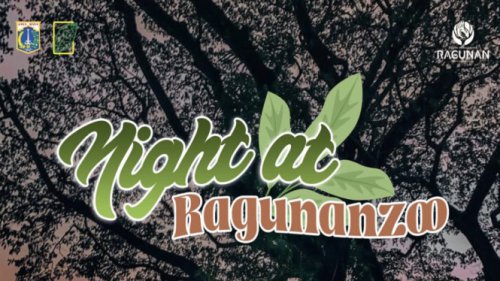 Ragunan Jadi Lautan Manusia! Wisata Malam Perdana Diserbu 2.900 Pengunjung, Warga Antusias Nikmati Sensasi Lihat Satwa di Gelap Malam!