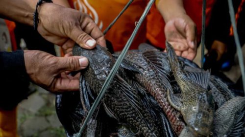 Gubernur Jabar Dedi Mulyadi Apresiasi Warga Tangkap Ikan Sapu-Sapu
