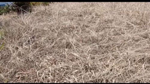 Racikan Pembasmi Rumput Liar Viral, Cuma Pakai Bahan di Rumah Tanpa Beli Cairan Khusus