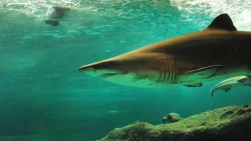 Misteri Laut Dalam Argentina: 28 Spesies Baru dan Sampah Plastik