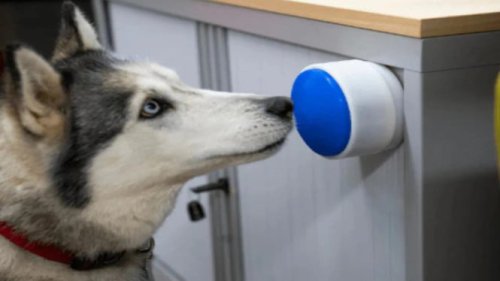 Dogosophy Button: Anjing Kini Bisa Kontrol Alat Rumah Pintar