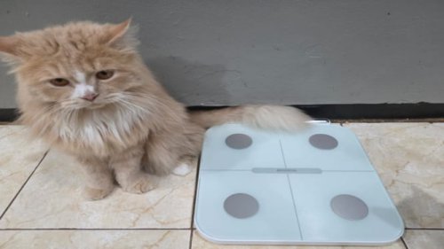 Review MODENA Smart Body Scale CA 1210 ITWA: Timbangan Akurat!