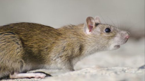 Bye Tikus dan Kecoa! 10 Cara Jitu Rumah Bebas Hama Selamanya