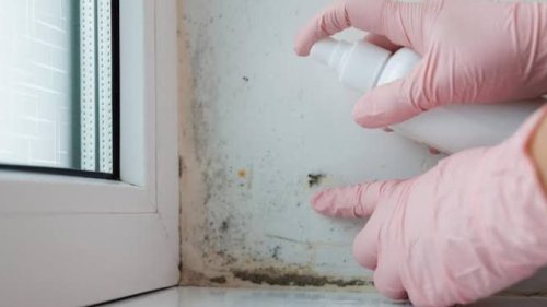 Efek Jamur di Dinding Kamar, Seberapa Berbahaya Bagi Kesehatan?