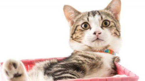 Apakah Kucing Bisa Merasakan Emosi Pemiliknya? Ini Jawaban Ilmiahnya