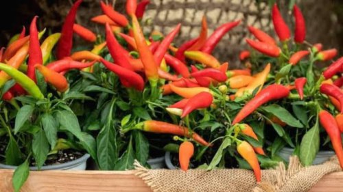 Top 7+ Trik Bikin Kebun Kecil di Rumah yang Sempit, Bisa Panen Sayur Segar Sendiri dengan Cara Ini!
