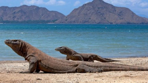 Labuan Bajo 2025: Mengapa Surga NTT Ini Tetap Jadi Primadona Traveler?