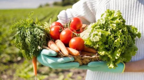 Cara Mendapatkan Uang dari Berkebun di Rumah, Cocok untuk Pemula