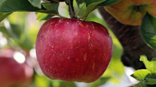 Daftar Buah Tinggi Serat yang Bikin Kenyang Lebih Lama dan Membantu Turunkan Berat Badan