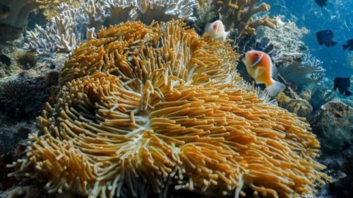 Snorkeling di Danau Kakaban: Menyelam Bersama Ubur-Ubur Tanpa Sengat